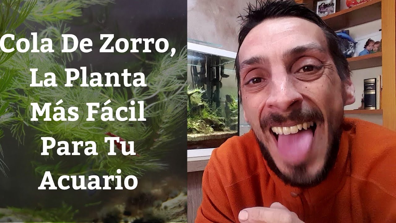 🔵 La planta Más Fácil Para Tu Acuario,Cola De Zorro 