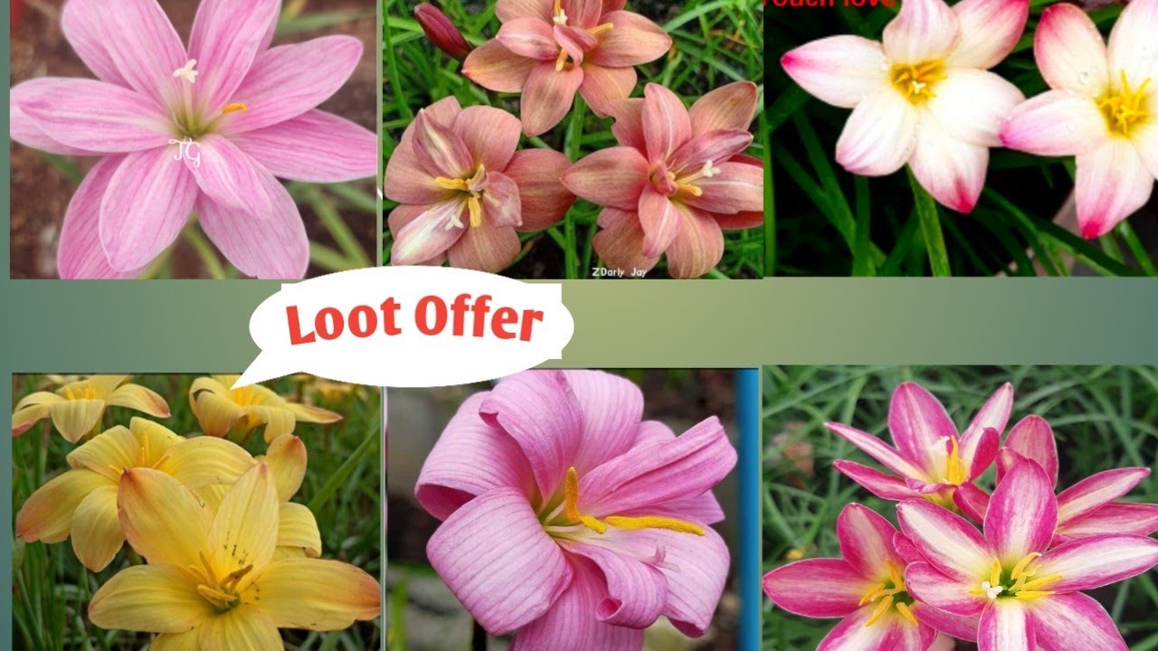 cheapest Price💥Hurry up🏃🚴Rain lily के bulb इतने सस्ते दाम me
