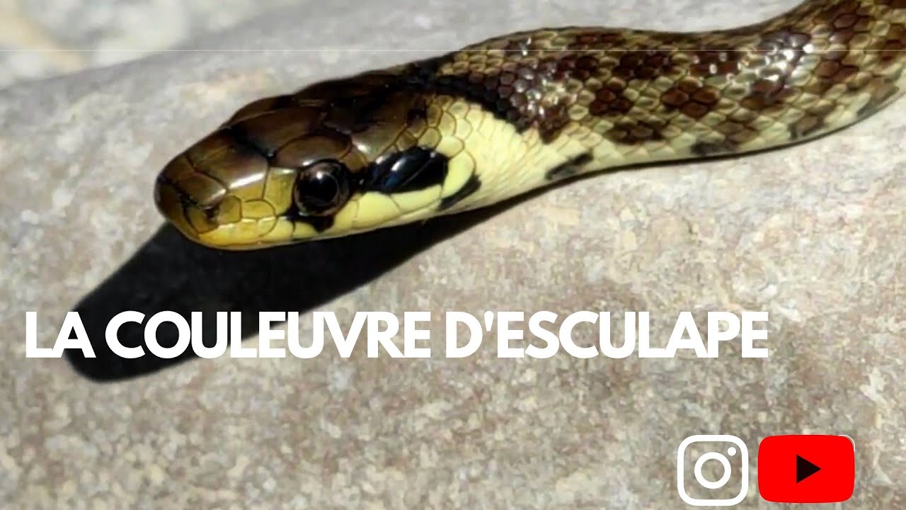 La couleuvre d'Esculape est-elle venimeuse ?