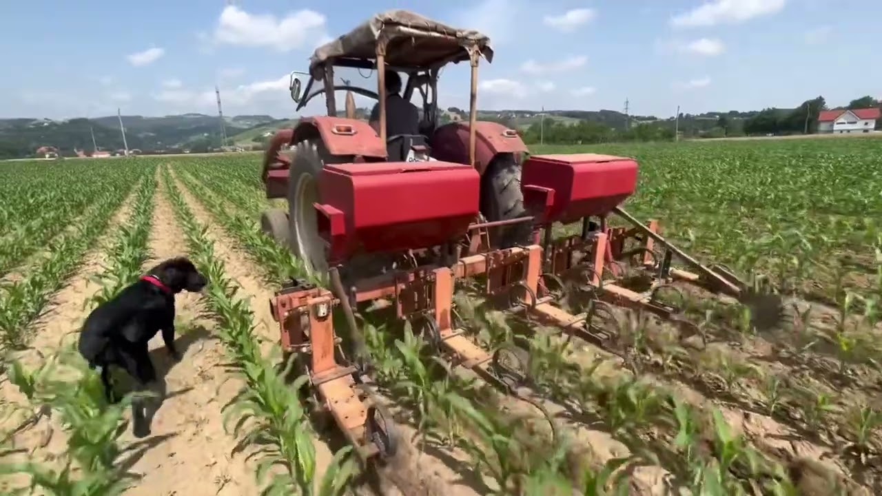 International McCormick 624 cultivating corn