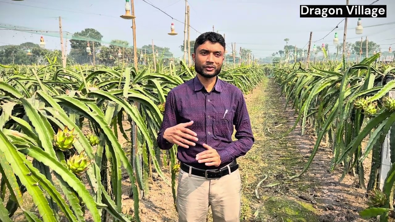 জৈব সার প্রয়োগ এর পূর্বে জেনে নিন 😱. Dragon Village 