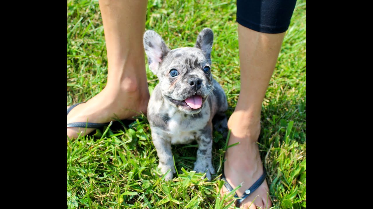 Indigo, our Blue Merle French Bulldog Puppy!  Love!