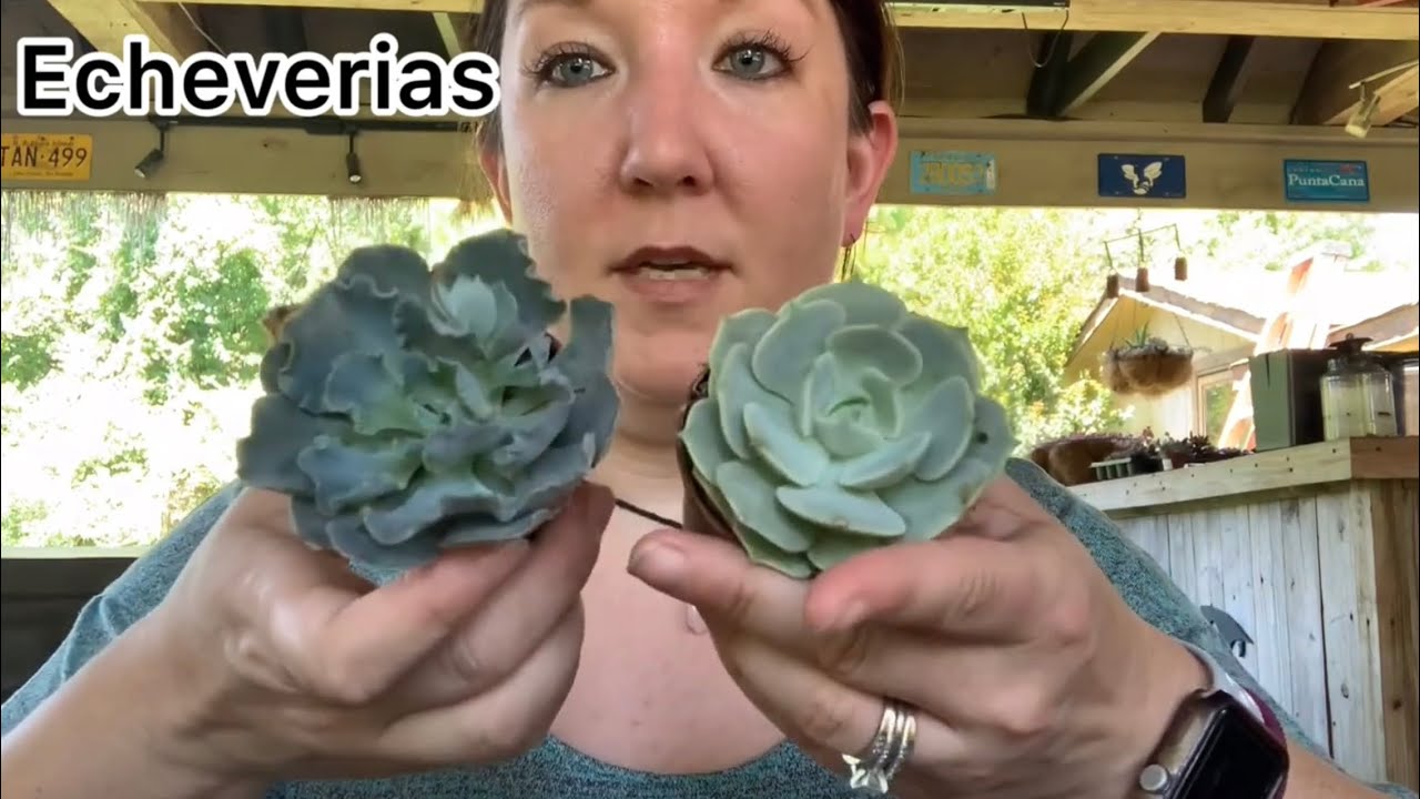 A beginner&rsquo;s guide to succulent types and basic care + GIVEAWAY!