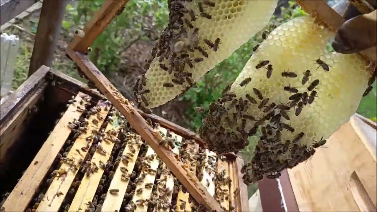 Včely jedou ve velk&eacute;m, rozvoj je znateln&yacute;, medn&iacute;ky zač&iacute;naj&iacute; plnit a dod&aacute;v&aacute;m dal&scaron;&iacute; stavebn&iacute; r&aacute;mek.