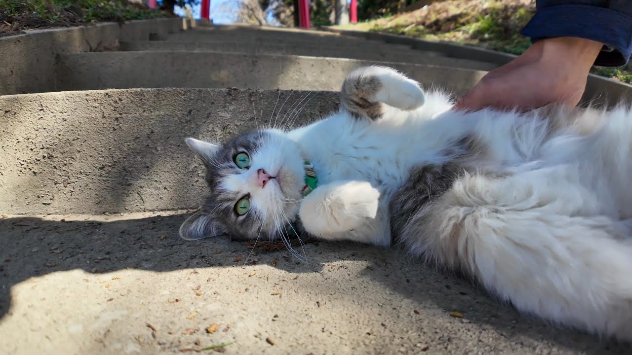 神社猫「階段の上に水飲む所があるニャン」