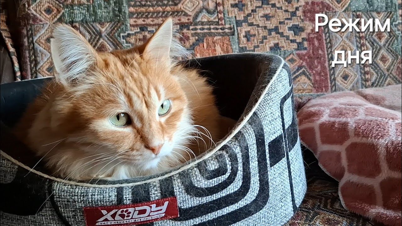 26 января 2026 г. Кошки 🐈‍⬛🐈 Режим дня 🕓