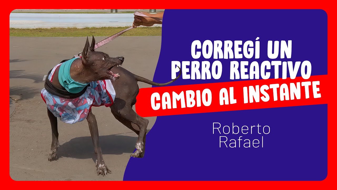Ayude a un perro reactivo