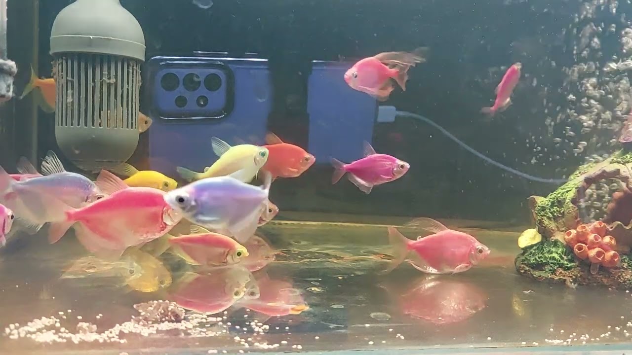 Relaxing Aquarium Fish Tank Sounds no music