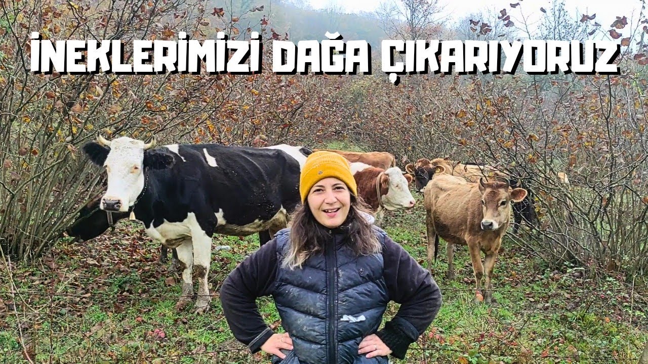 Genç Hayvancı Çiftin Sabah Rutini | Zonguldak
