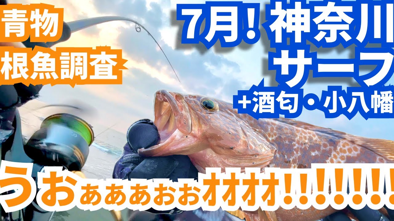 【7月】とうとう超高級魚キターｱｱｱｱ!!!!!!人生初キジハタは、神奈川のサーフでした！【小潮】青物・根魚調査 in神奈川サーフ 酒匂海岸 小八幡海岸｜#釣り #vlog #エコギア #カサゴ
