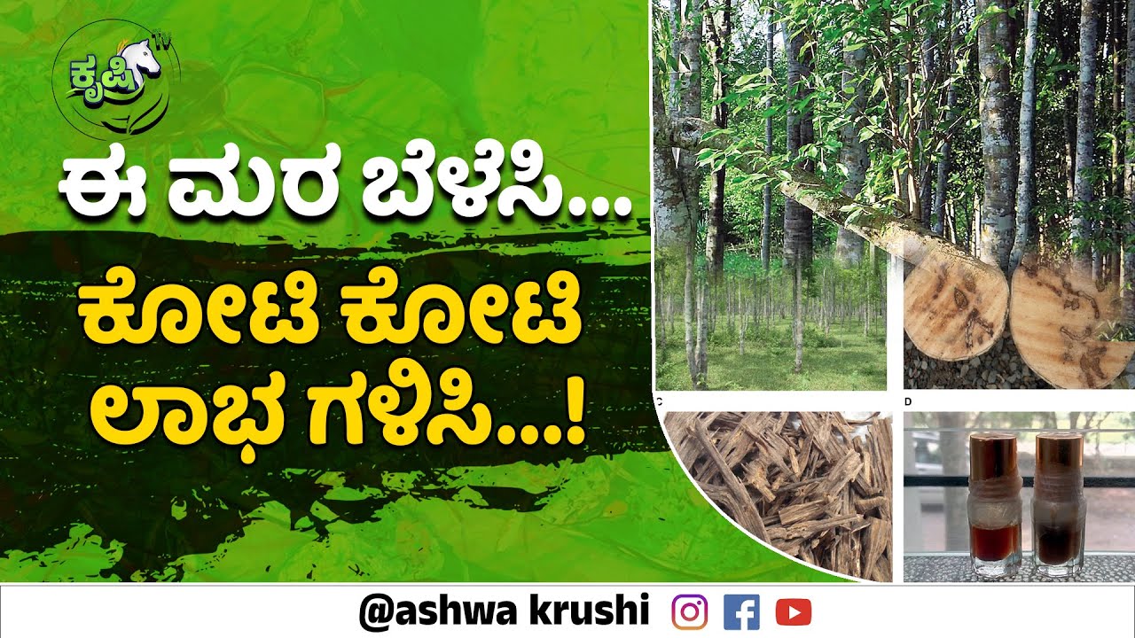ಈ ಮರ ಬೆಳೆಸಿ ಕೋಟಿ ಕೋಟಿ ಲಾಭ ಗಳಿಸಿ | Grow This Tree and Earn Crores | Profitable Farming
