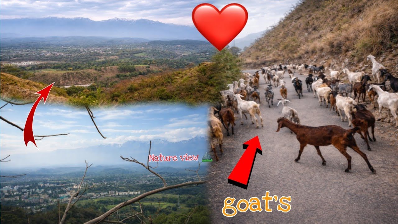Pahadi culture 😍 or nature's view🌞🏞️।। जंगल का नज़ारा 🥰। New vlog।