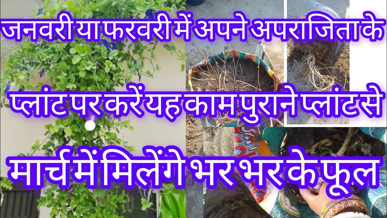 जनवरी या फरवरी में अपराजिता पर करें कुछ जरूरी काम मार्च में पाए पुराने पौधे से ढेर सारे फूल  फूल