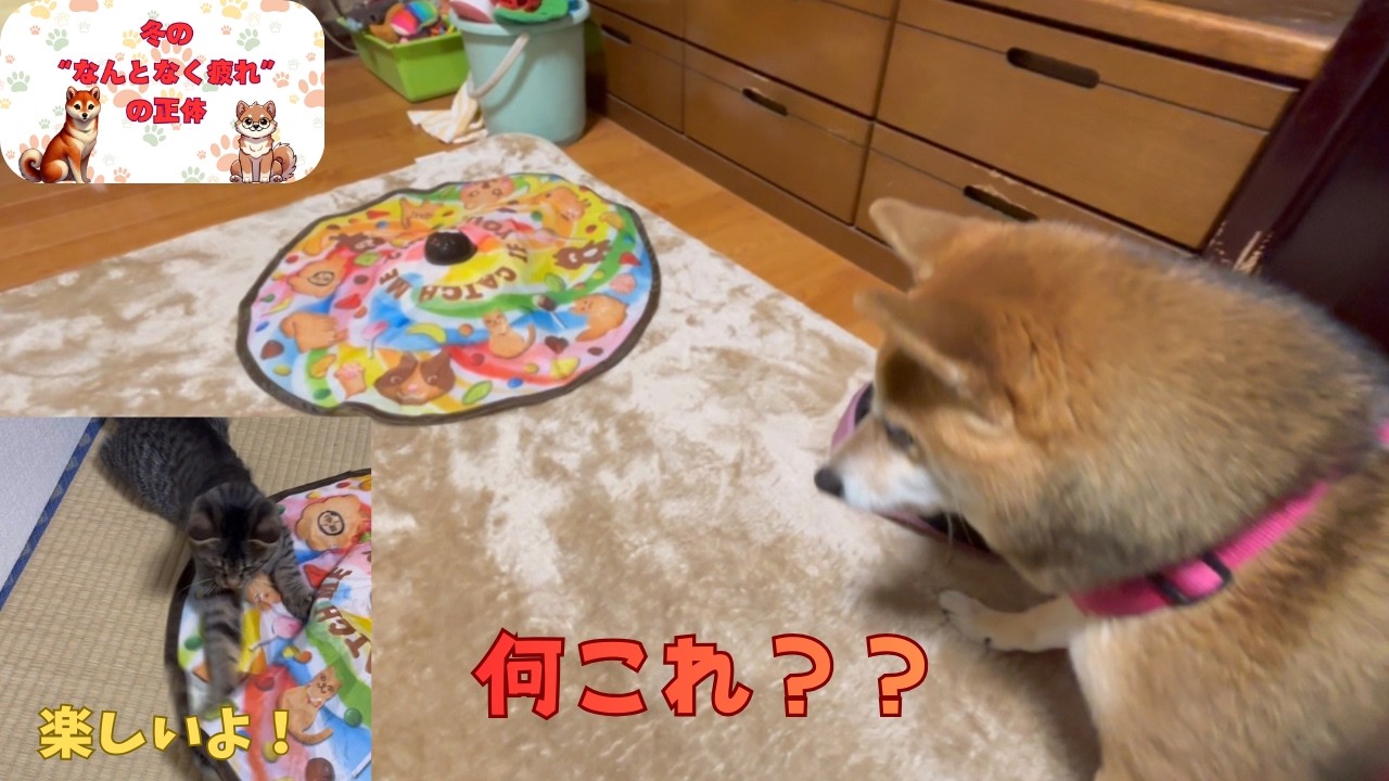 「性格、真逆。」柴犬の美柚と子猫の茶々丸。健康プチ雑学「冬の“なんとなく疲れ”の正体」