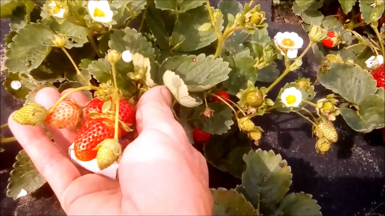 Клубника НСД. Сорт Эверли.