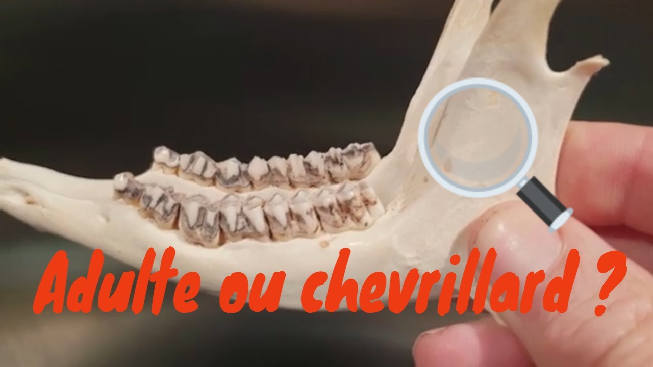 Brevet Grand Gibier - Chevrillard ou chevreuil adulte ?