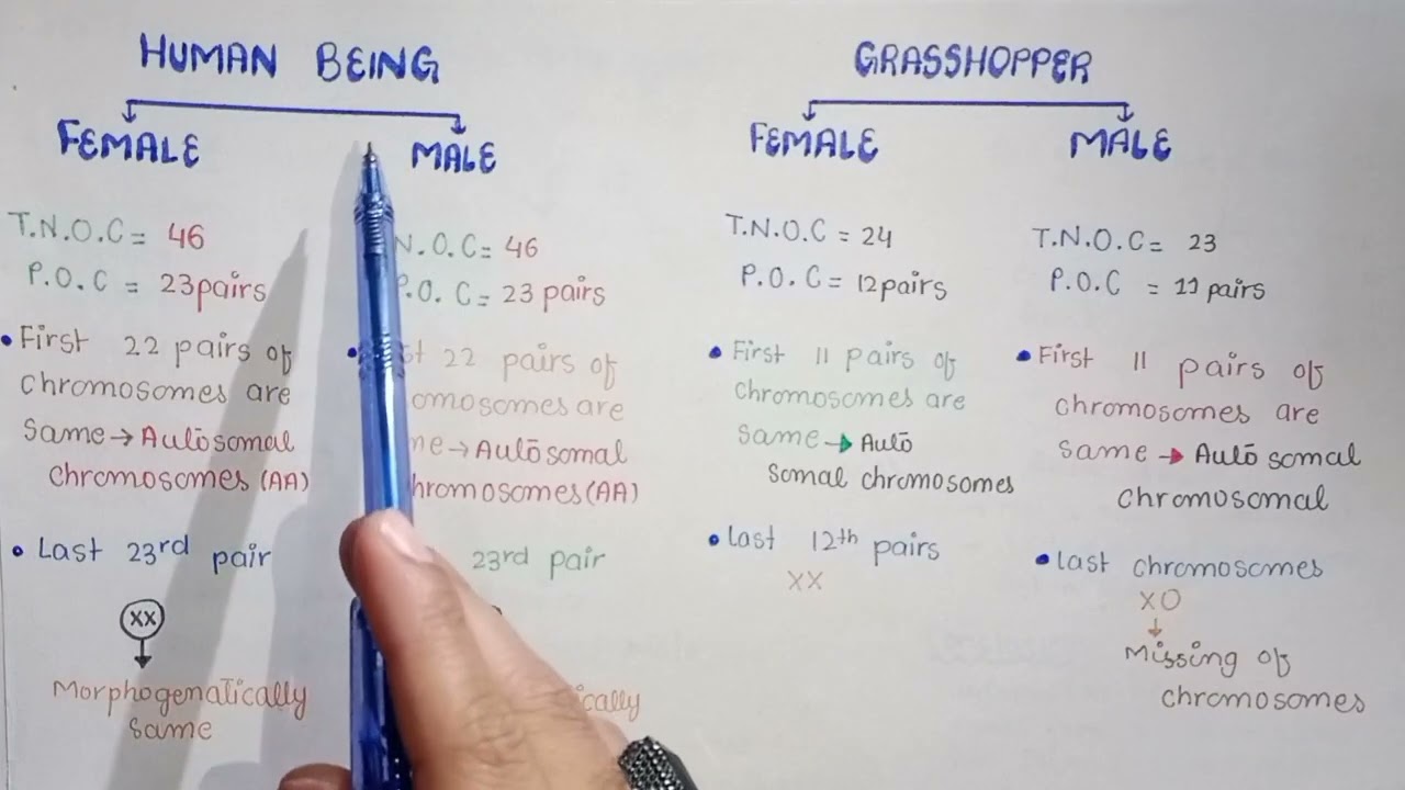 Sex Determination Chromosomes In Urdu Hindi Class 12