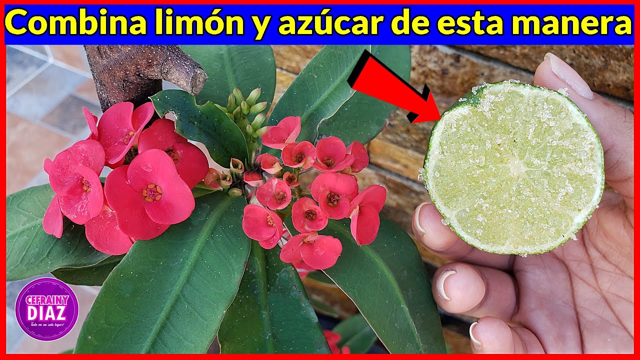 ¡Muy pocos saben esto! Combina limón con azúcar de esta manera y te llevarás una gran sorpresa