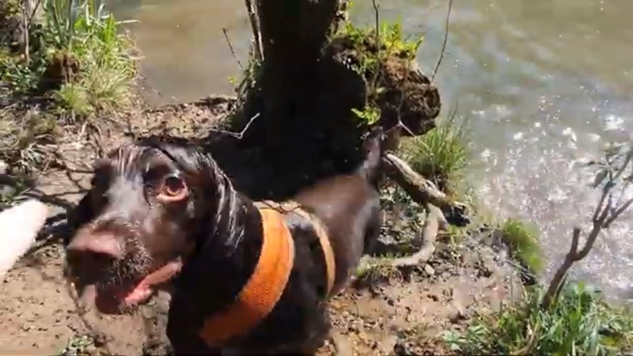 Tiring the Spaniel -Self Isolation Nature Walk