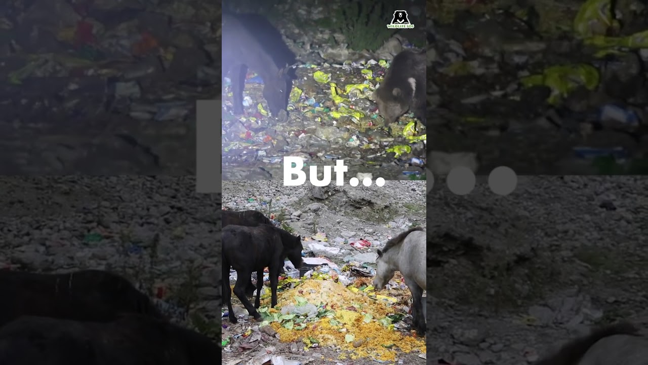 #wildlifesos found that Himalayan brown bears in J&K are raiding garbage waste such as plastics!