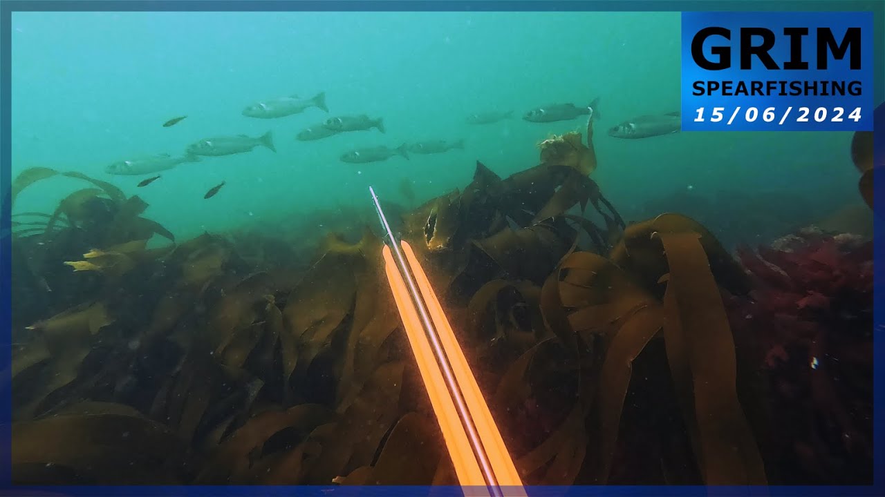 Chasse sous-marine (Côtes d'Armor 22) - Quelques petits bars et homards