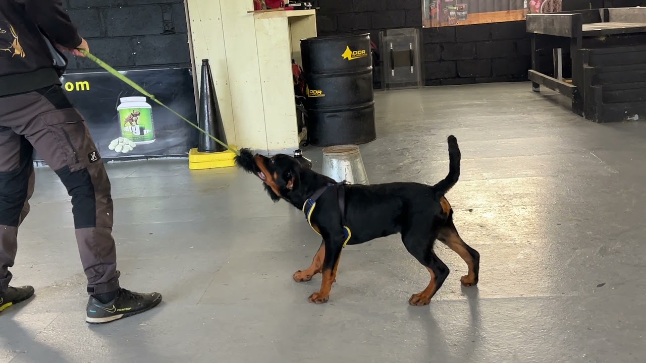 Raising a working line Rottweiler Puppy The physical and mental progressive development