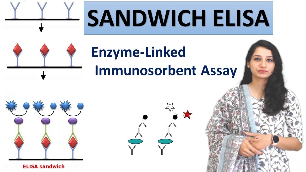 Sandwich ELISA I Enzyme-linked immunosorbent Assay I Basics and detailed explanation