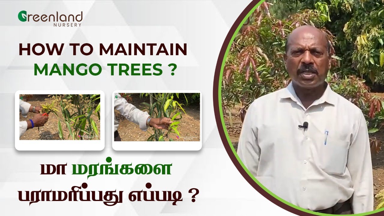 HOW TO MAINTIAN MANGO TREES ?