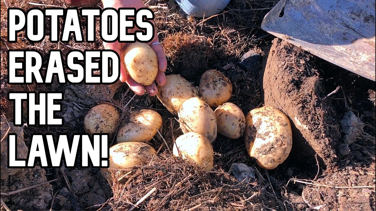 Lawn Removal Through Potatoes - Beautiful Harvest!