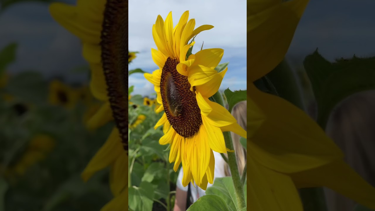 Exploring Atwood Family Farm In Central Florida| #shorts