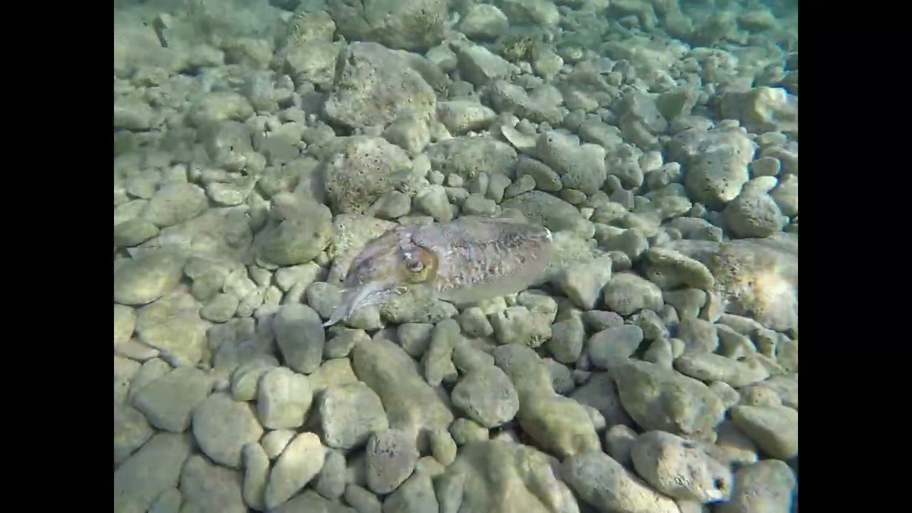 Krk snorkeling 2018 - 2023