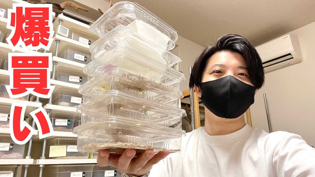 爬虫類イベントで大量購入した美しい爬虫類を紹介！