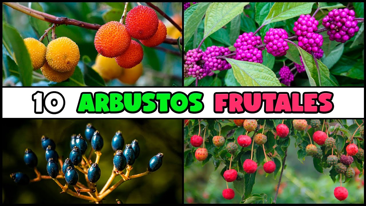 10 ARBUSTOS FRUTALES para PLANTAR en el HOGAR