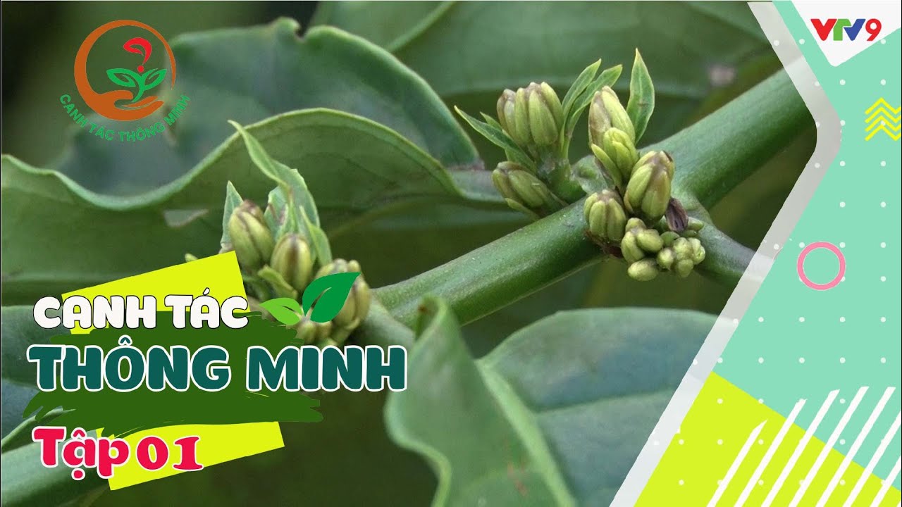 Để cà phê ra hoa, đậu quả đồng loạt | Canh tác thông minh tập 1 | VTV9