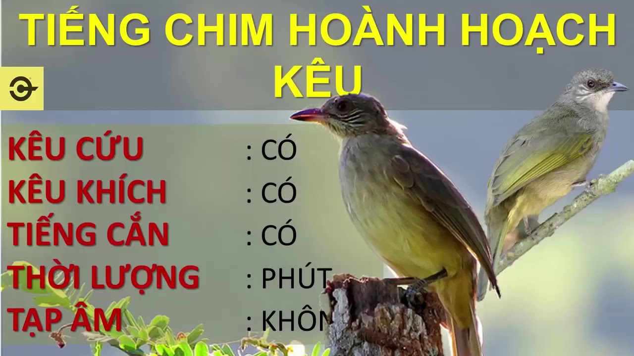 Tiếng chim trao trảo mồi gọi bầy cực hiểu. Dùng để  bẫy săn bắt ,hay nhất 2019