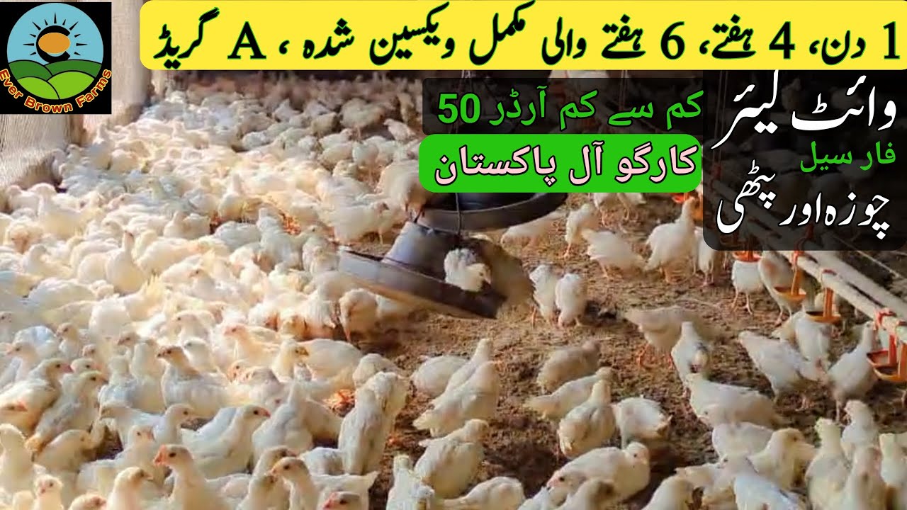 White layer hens | white layer chicks farming | Lsl, nick chick, w 80,Novagin