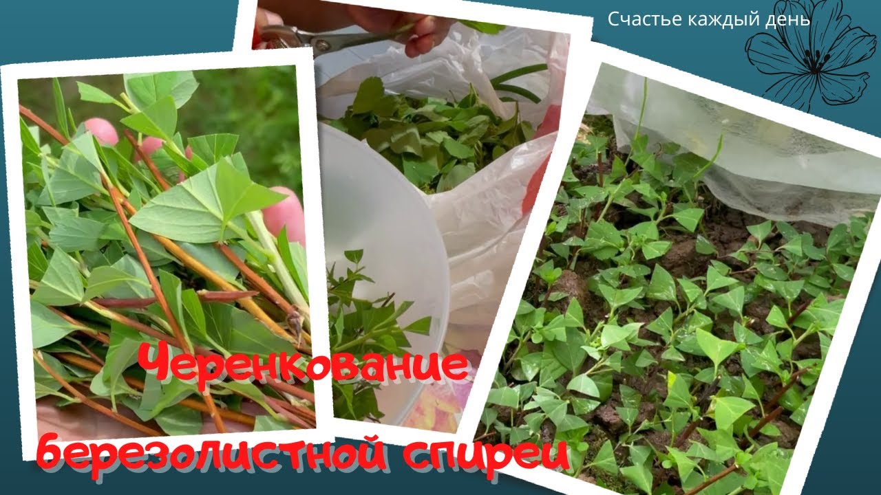 Черенкование березолистной спиреи🌿✂️🏡💪
