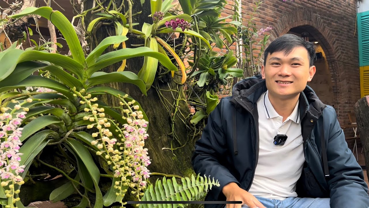 Sự khác nhau giữa nghinh xuân rừng và nghinh xuân Thái