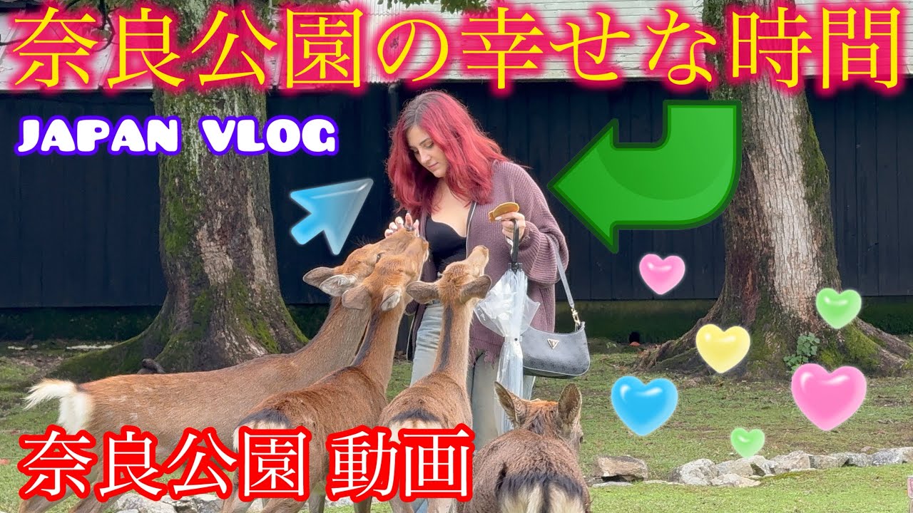奈良公園の幸せな時間🦌🌸｜観光客が鹿にせんべいをあげて笑顔いっぱい！