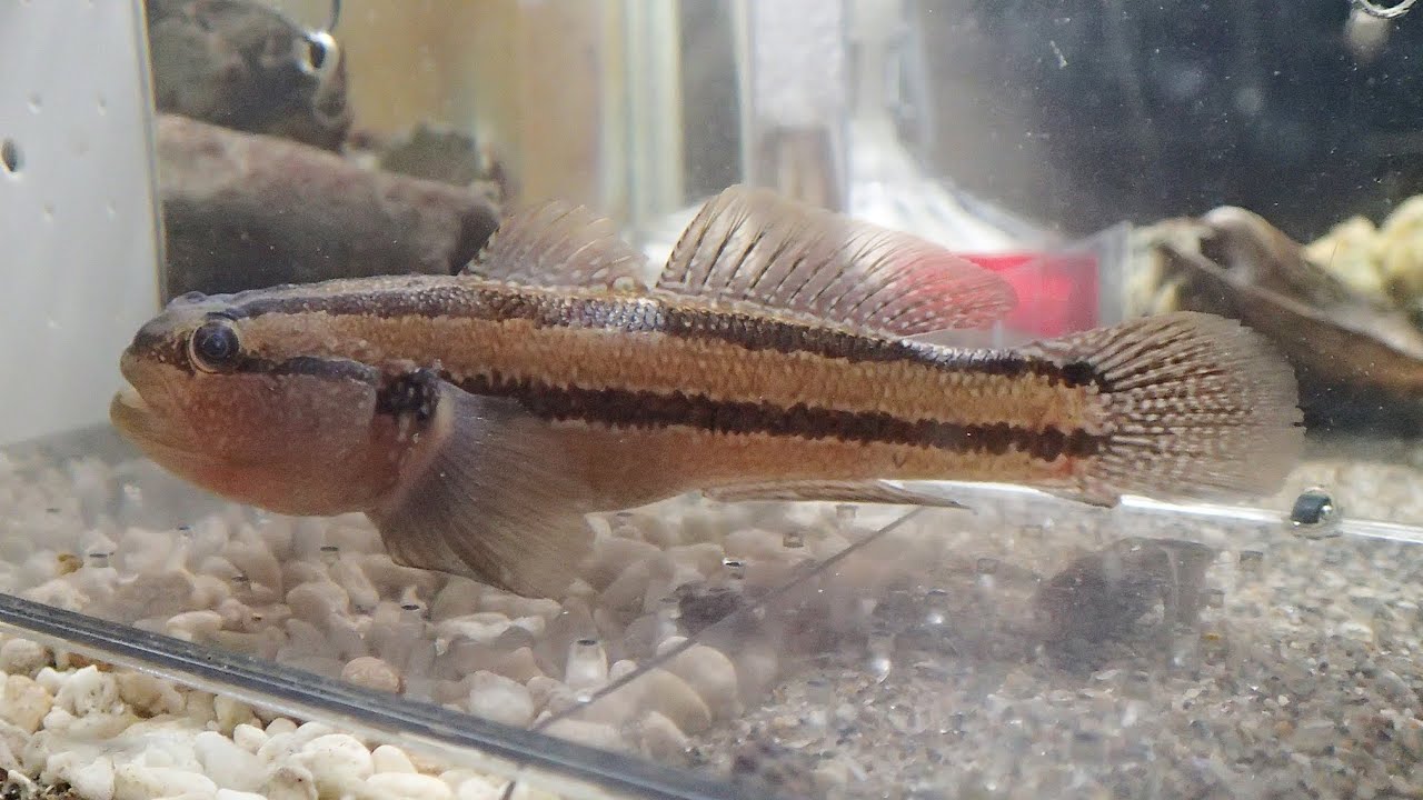 アカオビシマハゼ Tridentiger trigonocephalus【浦安水辺の生き物図鑑】