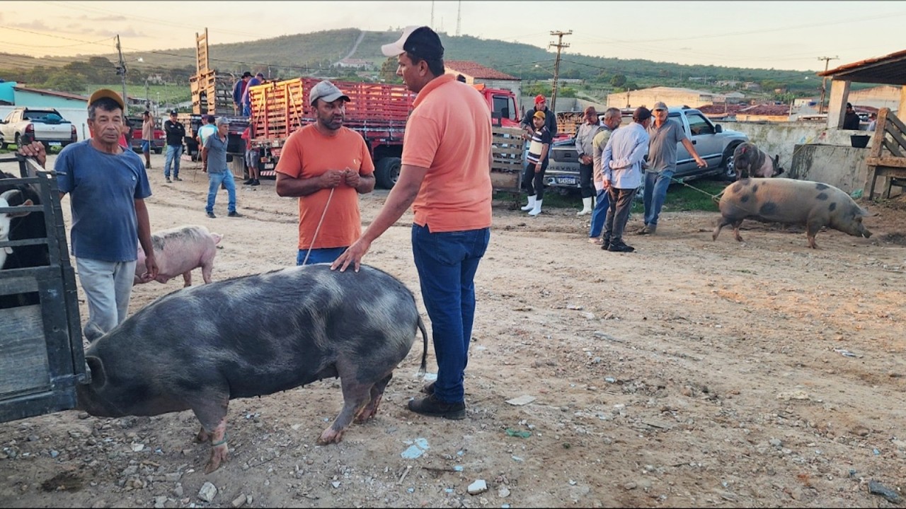 FEIRA DE SUÍNOS EM CAPOEIRAS-PE  13-03-2026  #nordeste