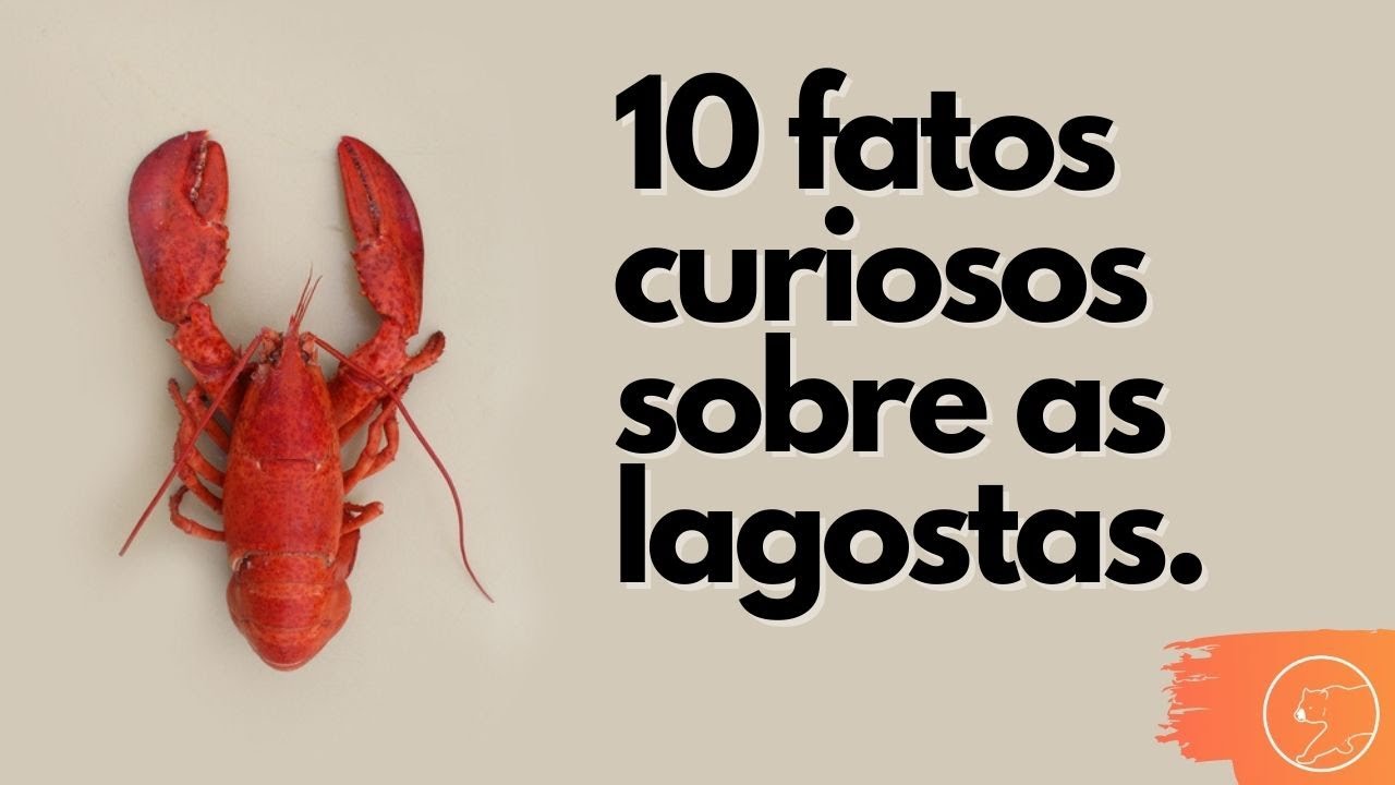 10 FATOS CURIOSOS SOBRE AS LAGOSTAS | Lagostas no fundo do mar