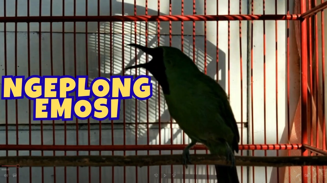 EFEKTIF! Baru beberapa DETIK cucak ijo anda PASTI akan langsung NGEPLONG dan EMOSI