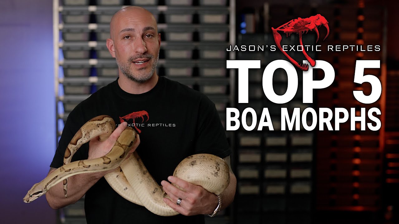 Top 5 Boa Morphs That Built My Business 🐍 | Must-Have Genetics for Serious Breeders