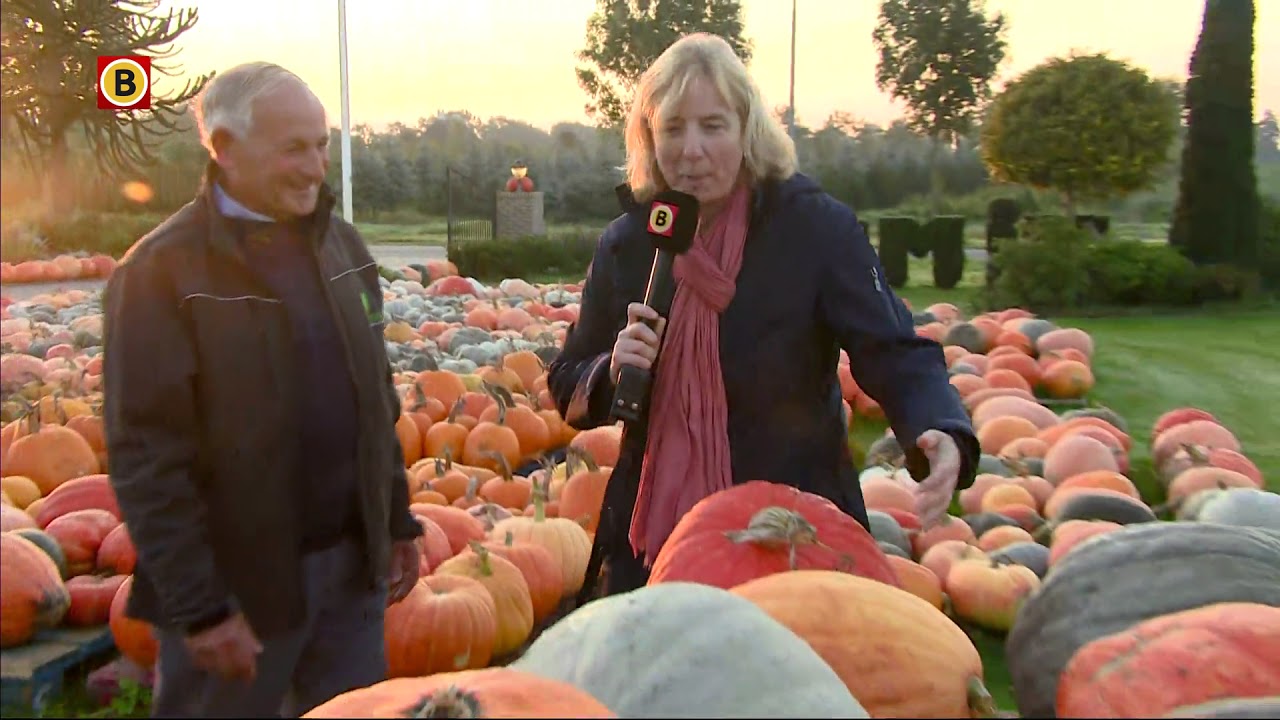 Pompoenen zover je kunt kijken bij Ad Timmers in Uden