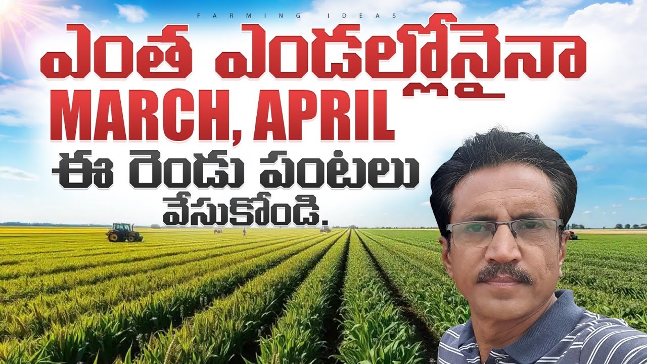 Summer Vegitable Cultivation || Vegitables In March April || ఎండ కాలంలో కూరగాయల సాగు.