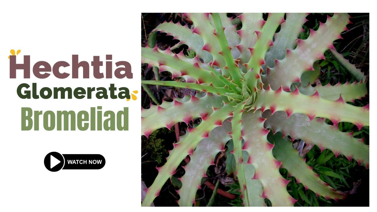 Hechtia Glomerata Bromeliad | Bromeliad Plants Varieties| TinyLeaf