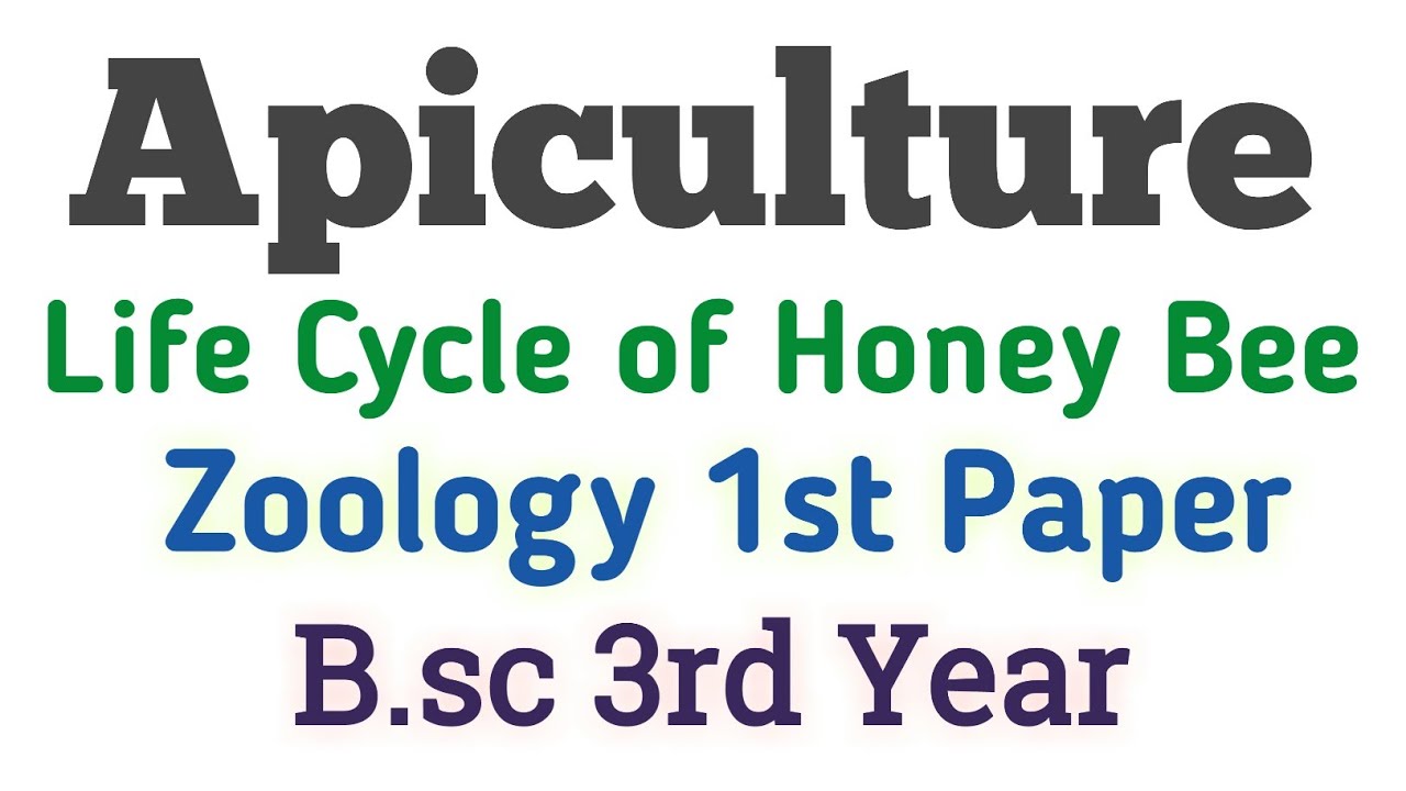 Apiculture Bsc 3rd year Zoology 1st Paper Bee Keeping.Life Cycle of Honey Bee.Apiculture Umesh Bio