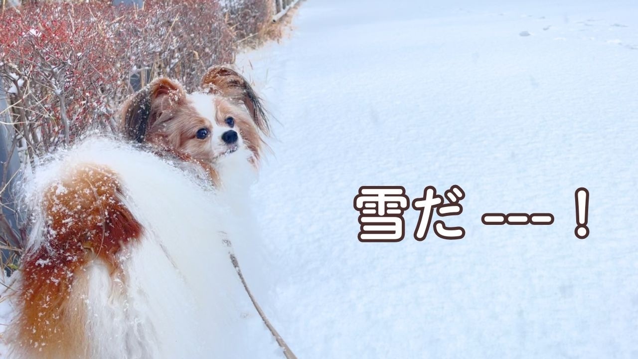 雪に大はしゃぎするパピヨン｜真っ白な朝のお散歩【もなか日記】
