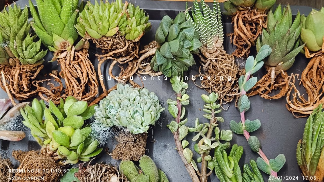 Succulent Unboxing from Succulent Gallery Part 2